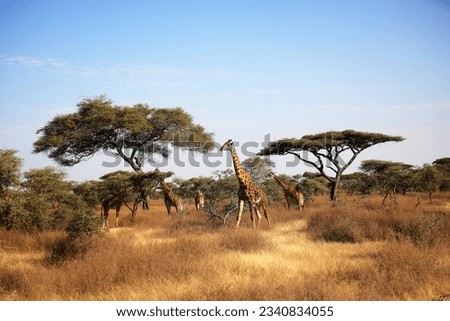 Maasai Giraffe (Giraffa tippelskirchi) and Umbrella Tree in Serengeti National Park, Tanzania East Africa. Royalty-Free Stock Photo #2340834055