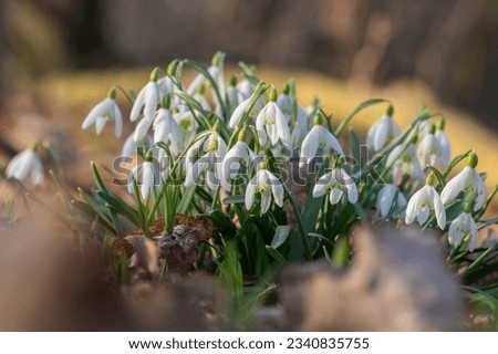 Galanthus nivalis flowering plants, bright white common snowdrop in bloom in sunlight daylight Royalty-Free Stock Photo #2340835755