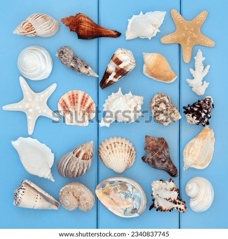 Seashell selection on a wooden blue background.