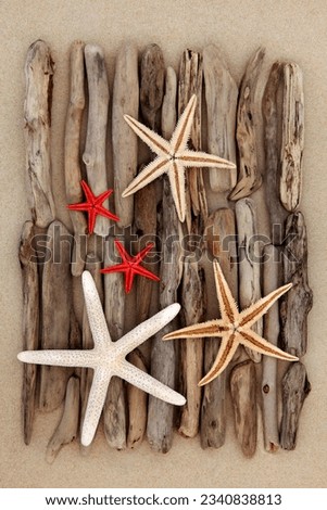 Starfish shell selection and driftwood pieces over sand background.