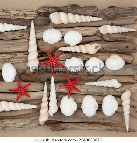 Seashell and driftwood abstract collage on beach sand background.