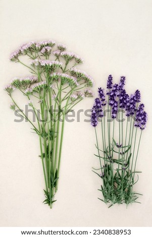 Valerian and lavender herb flowers over mottled cream background. Used in alternative medicine as calming medicine.