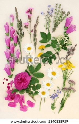 Summer flower and herb selection over mottled cream background.