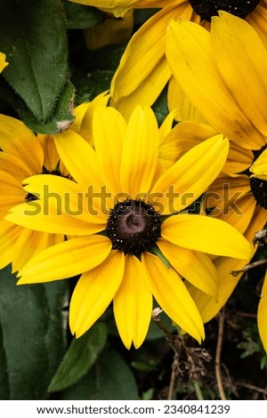 summer Flower in high contrast