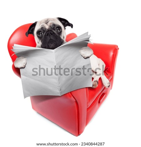 pug dog reading newspaper while sitting relaxed on a cool red sofa or couch