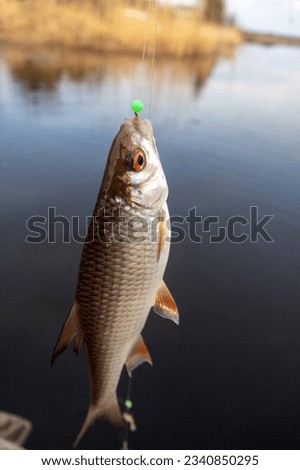 Roach. Gambling fishing on the river in the evening. Leger rig evening biting, bottom line set up Royalty-Free Stock Photo #2340850295