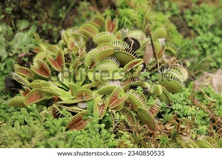 Venus flytrap (Dionaea muscipula), a carnivorous plant