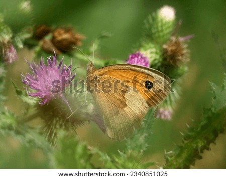 Amazing Butterfly on a wild summer meadow