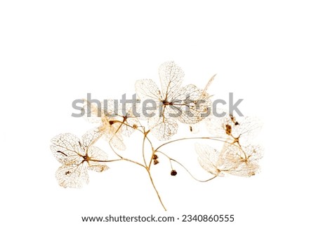 macro closeup of dried dry delicate skeleton leaves petals of hydrangea flowers blooms isolated on white background Royalty-Free Stock Photo #2340860555
