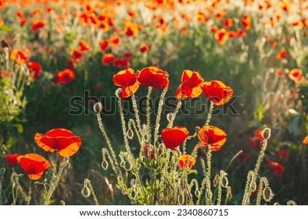 Wild poppies in the field, beautiful picture