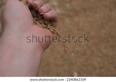 wheat harvest in field in agriculture field