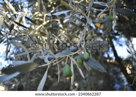 The olive, botanical name Olea europaea, meaning 'European olive', is a species of small tree or shrub in the family Oleaceae, found traditionally in the Mediterranean Basin.Green olive branch .
