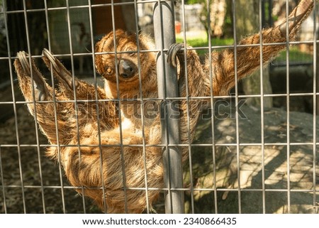 Closeup of a sloth climbing in its cage in the Plumpton Park Zoo in Maryland. animals, zoo