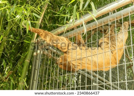 A sloth reaching for leaves outside its cage in the Plumpton Park Zoo in Maryland. animals, zoo, animal eating