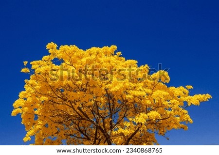 Yellow ipe tree (Tabebuia sp.) in bloom against a clear blue sky. Nice composition made possible thanks to the Brasilia winter weather, that is cold and dry. Royalty-Free Stock Photo #2340868765