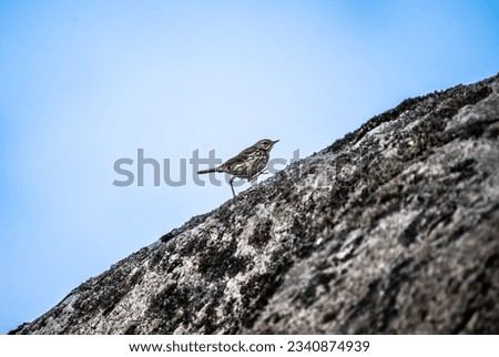 The meadow pipit is struggling uphill, marching up the rock Royalty-Free Stock Photo #2340874939