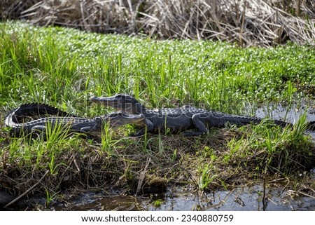 An alligator in the grass