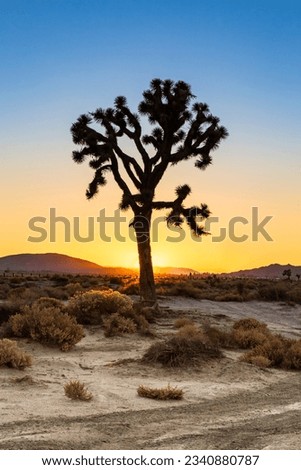 A silohuette of a joshua tree at sunset