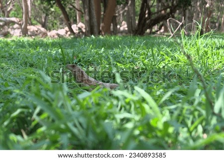 Common iguana profile resting in the middle of the grass Royalty-Free Stock Photo #2340893585