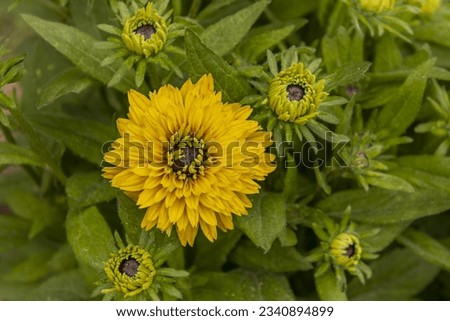 Picture of pretty yellow flowers with one fully open in a field full of many other flowers from the same guild