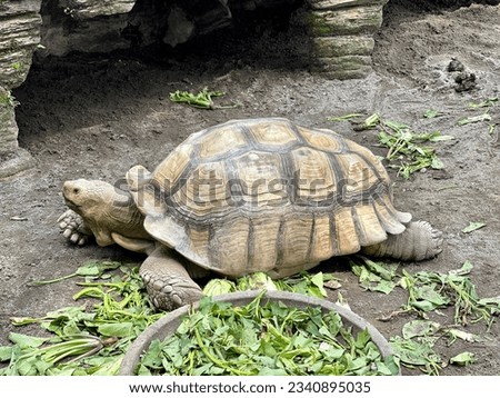 The Sulcata Tortoise is the most popular species of pet tortoise in the world. Also known as African Spurred Tortoises they are loved for their unique personalities – behave in a similar way to dogs.
