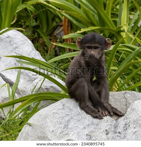 Baboon, cute youngster sitting on rock watching for a food opportunity, Cape Town, South Africa, February 2023
