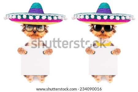 cute puppy dog wearing a mexican hat and holding white paper banner