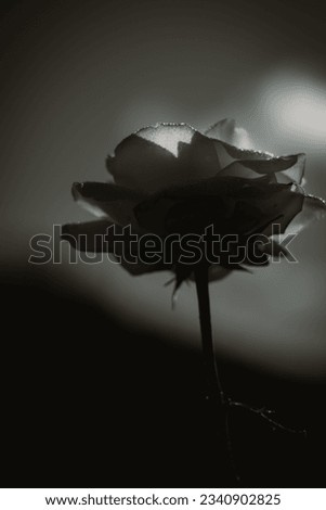 Close up rose, nature background, black and white