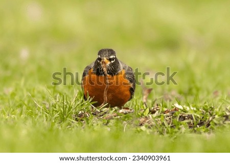 Amercian Robin (Turdus migratorius) comes up with a protein rich morsel. Worms are a staple of the migratory birds diet, requiring many invertebrate prey to fuel spring and falls migration Royalty-Free Stock Photo #2340903961
