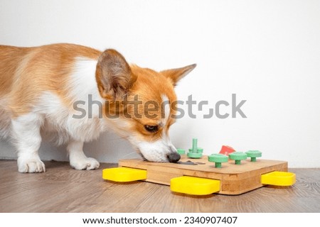 Corgi dog bent over interactive educational toy for, puzzle, slow feeder, pokes his nose into holes for hidden treat. Smart bowl, find dry food by smell. Pet training, mental activity, intelligence Royalty-Free Stock Photo #2340907407