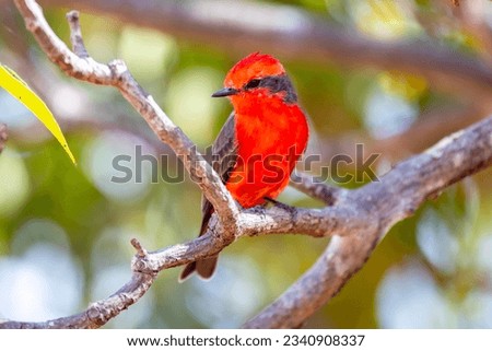 Small red bird known as "prince" Pyrocephalus rubinus perched on dry tree with blue sky and full moon background