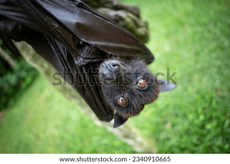 hanging upside down fruit bat in the tree Royalty-Free Stock Photo #2340910665