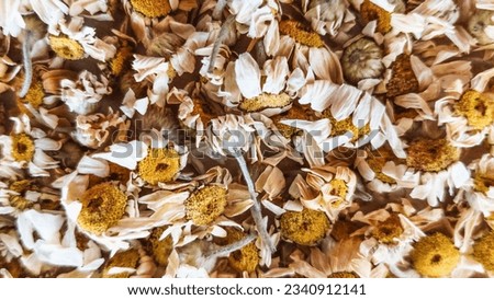Close-up of dried white daisies in vivid yellow tones