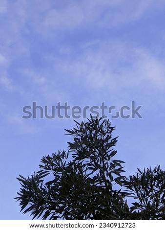 Photo of the Beauty of the Sky with leaves that add to the cool atmosphere