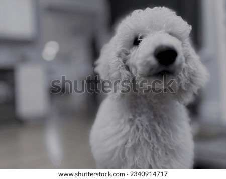 In this enchanting nearly colorless picture, a white poodle's elegance shines through. Its immaculate coat and graceful poise create a captivating scene.