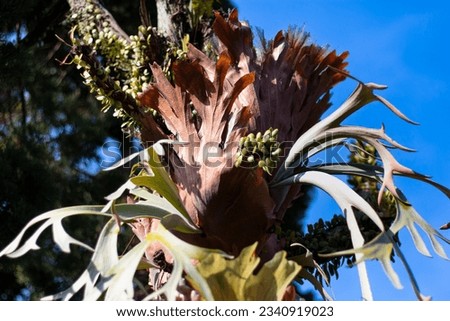 Beautiful plant of elkhorn fern hanging on pine tree