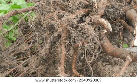 Tree roots. Uprooted tree. Tree roots close up. Royalty-Free Stock Photo #2340920389