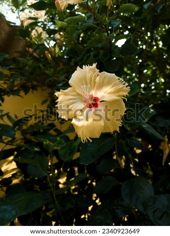 a beautiful picture of jaba flower among green leaves 