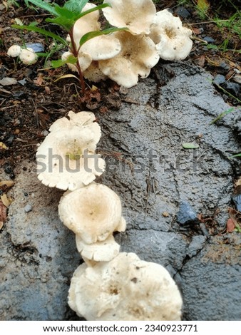 Translated from English - Clitocybe dealbata, also known as ivory cones.  It is a small white funnel-shaped toadstool commonly found in lawns, meadows, and other grassy areas.  in Europe and North Ame Royalty-Free Stock Photo #2340923771