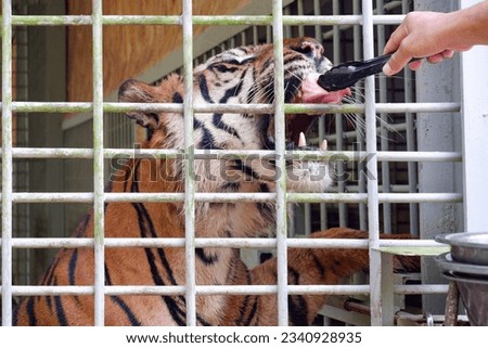 Someone is feeding the Sumatran tiger, Panthera tigris sondaica 