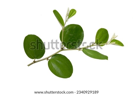 young jujube leaves isolated on white background Royalty-Free Stock Photo #2340929189