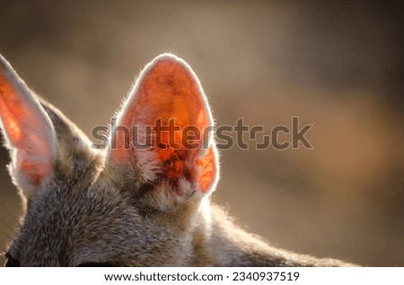 Indian Fox is Wild Rare Animal