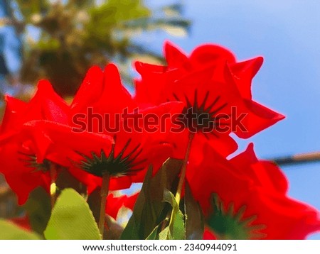 Beautiful nature red rose photography, Love rose picture, Nature Attractive red rose
