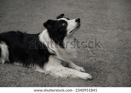 Portrait of a black and white border collie lying on the pavement. 