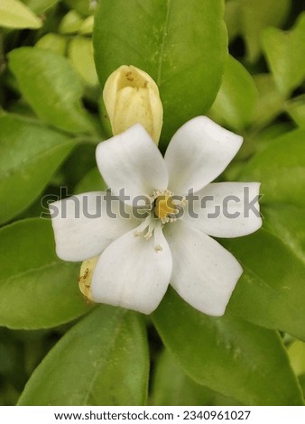 natural white flowers not decorated Royalty-Free Stock Photo #2340961027