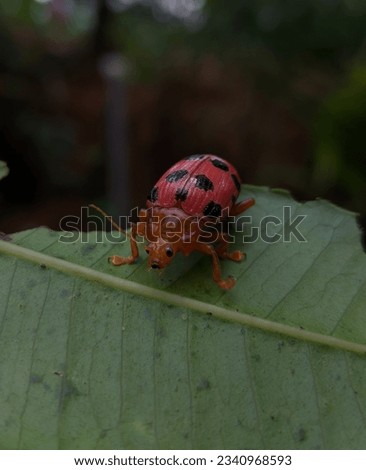 Crioceris duodecimpunctata or Spotted Asparagus Beetle is a species of shining leaf beetles. The colour of head, pronotum and elytra is reddish-orange, while scutellum is black.