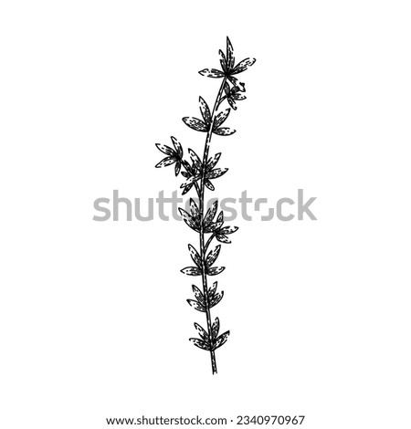 herb thyme leaf hand drawn. aromatic seasoning, spice twig, leaves food herb thyme leaf vector sketch. isolated black illustration