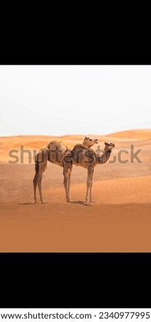 Excellent picture of two camels stand together in desert, These camels in the desert serve as a symbol of strength,adaptability,and making them invaluable comparison for the people. 