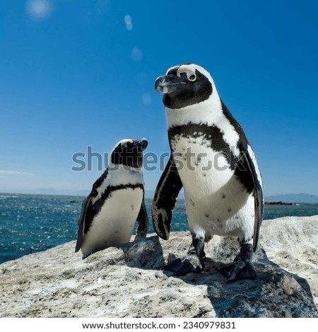 Beautiful picture of penguin found along the Southern coast.
