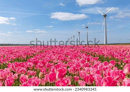 field with rose pink triumph tulips (variety ‘Dynasty’) in Flevoland, Netherlands Royalty-Free Stock Photo #2340983345